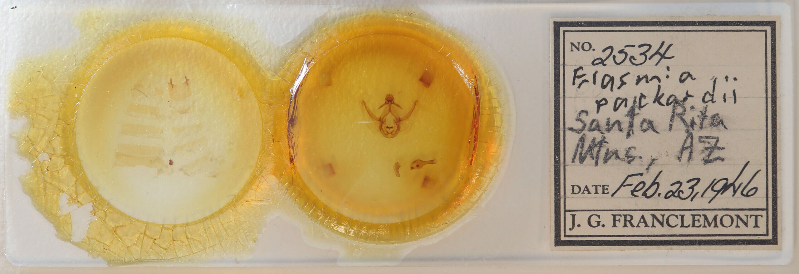 slide view of adult Elasmia packardii?