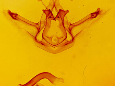 genitalia view of adult Didugua persimilis n. sp.