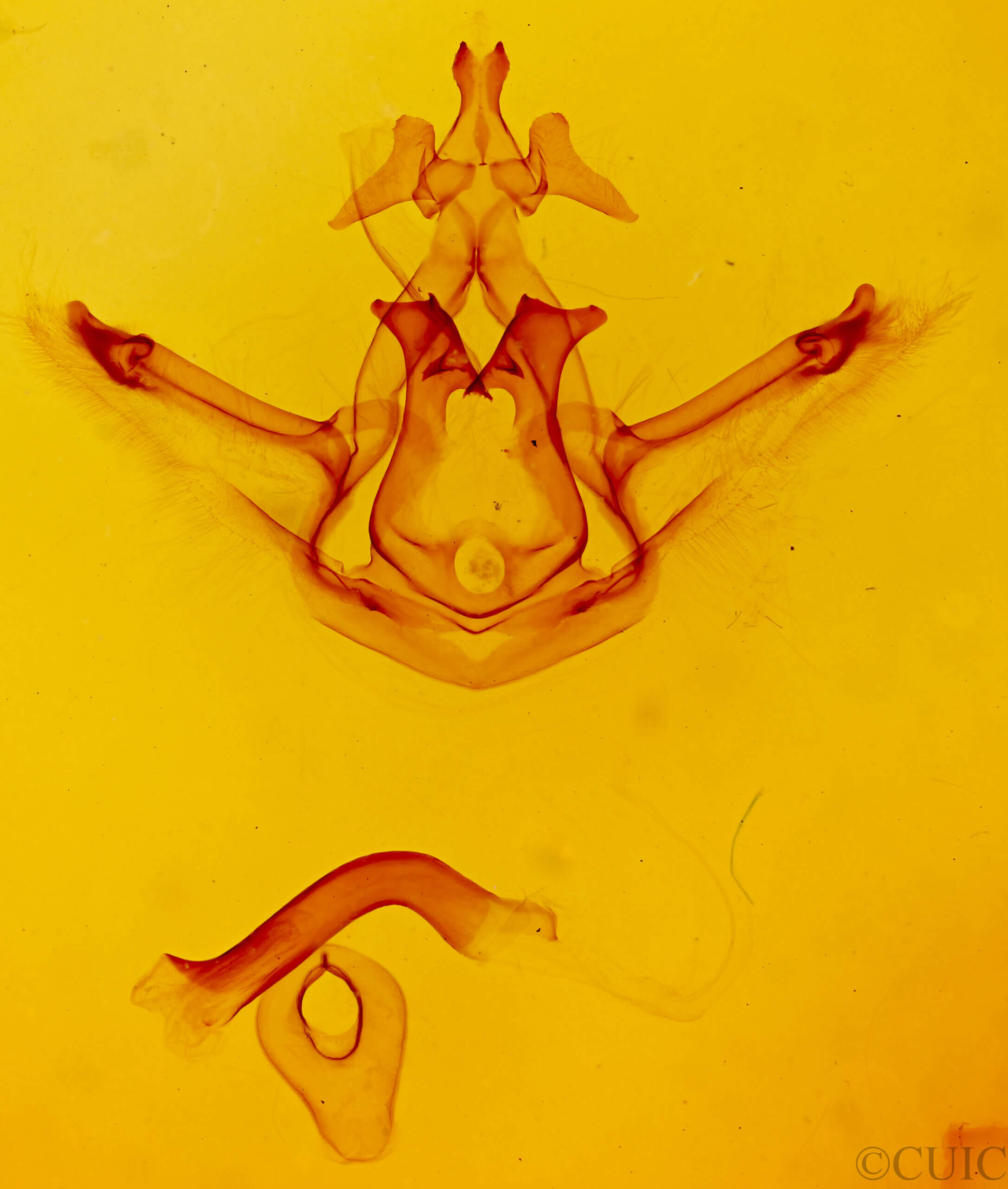 genitalia view of adult Didugua persimilis n. sp.