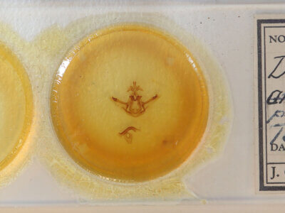 slide view of adult Didugua persimilis n. sp.