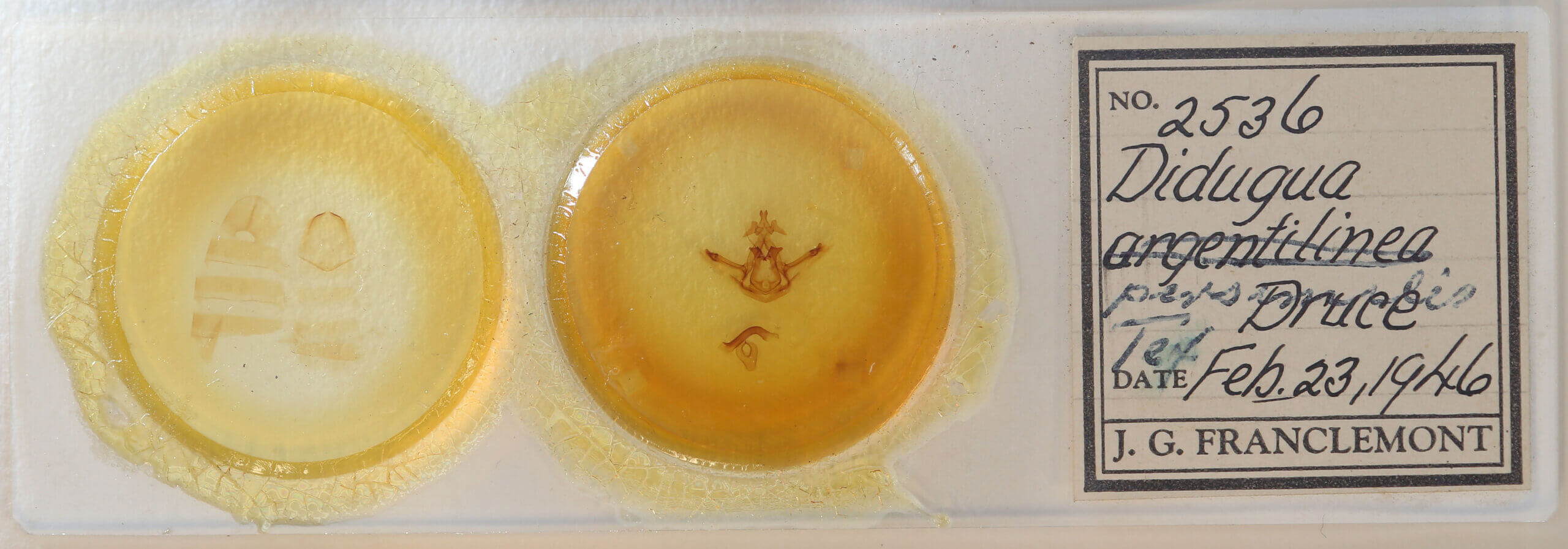 slide view of adult Didugua persimilis n. sp.