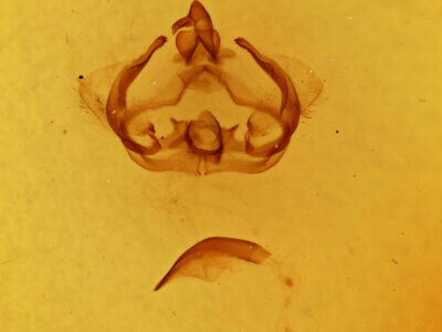 genitalia view of adult Furcula scolopendrina?
