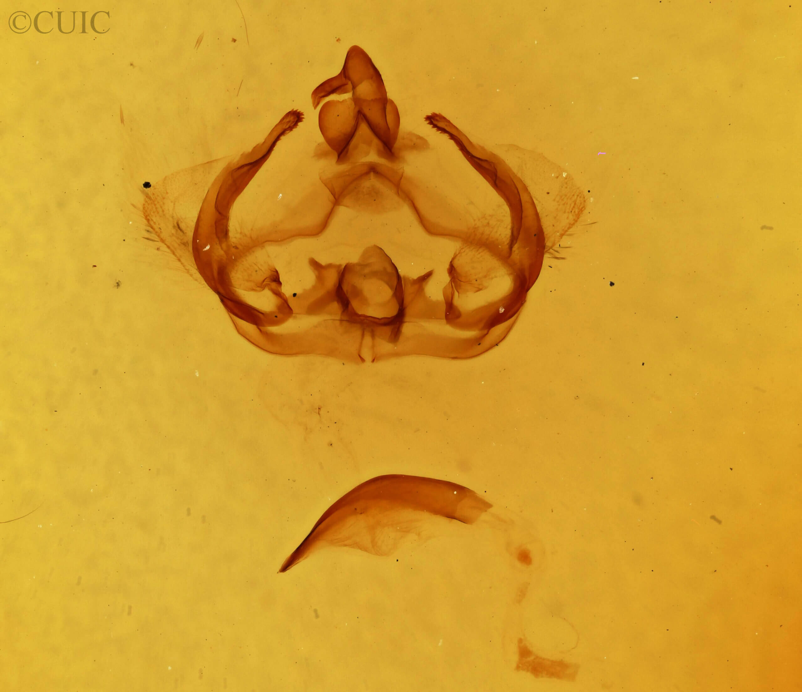 genitalia view of adult Furcula scolopendrina?