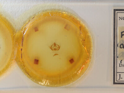 slide view of adult Furcula scolopendrina?