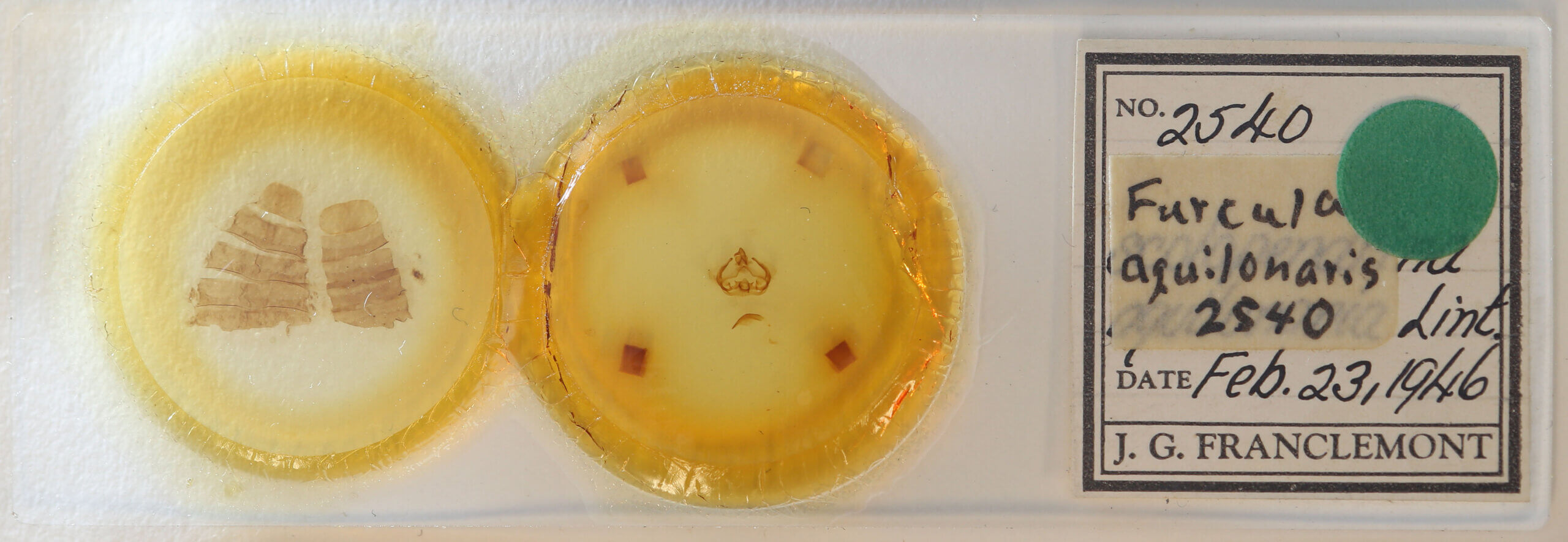 slide view of adult Furcula scolopendrina?