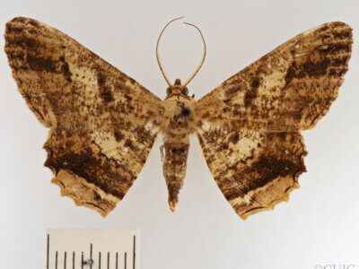 dorsal view of adult Lepidoptera