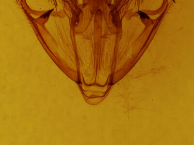 genitalia view of adult Lepidoptera