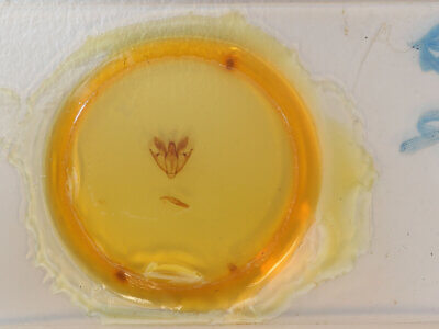 slide view of adult Lepidoptera