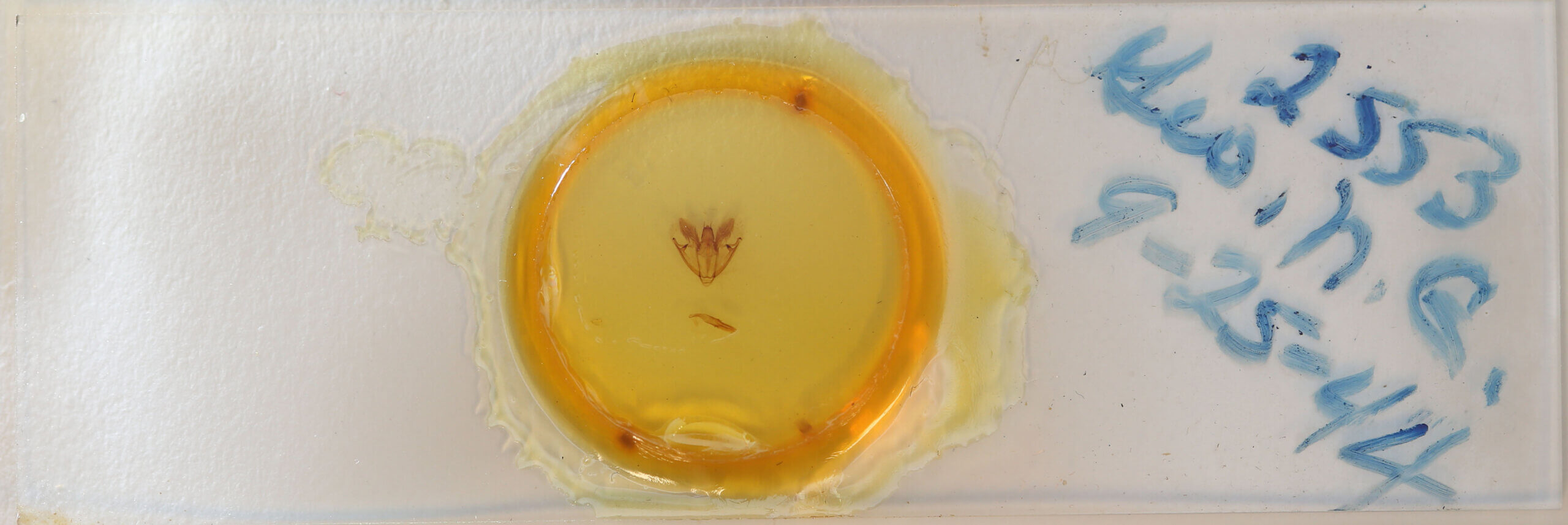 slide view of adult Lepidoptera