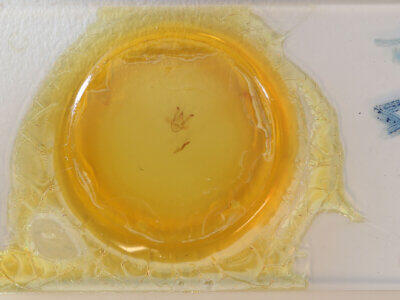 slide view of adult Semiothisa sp.