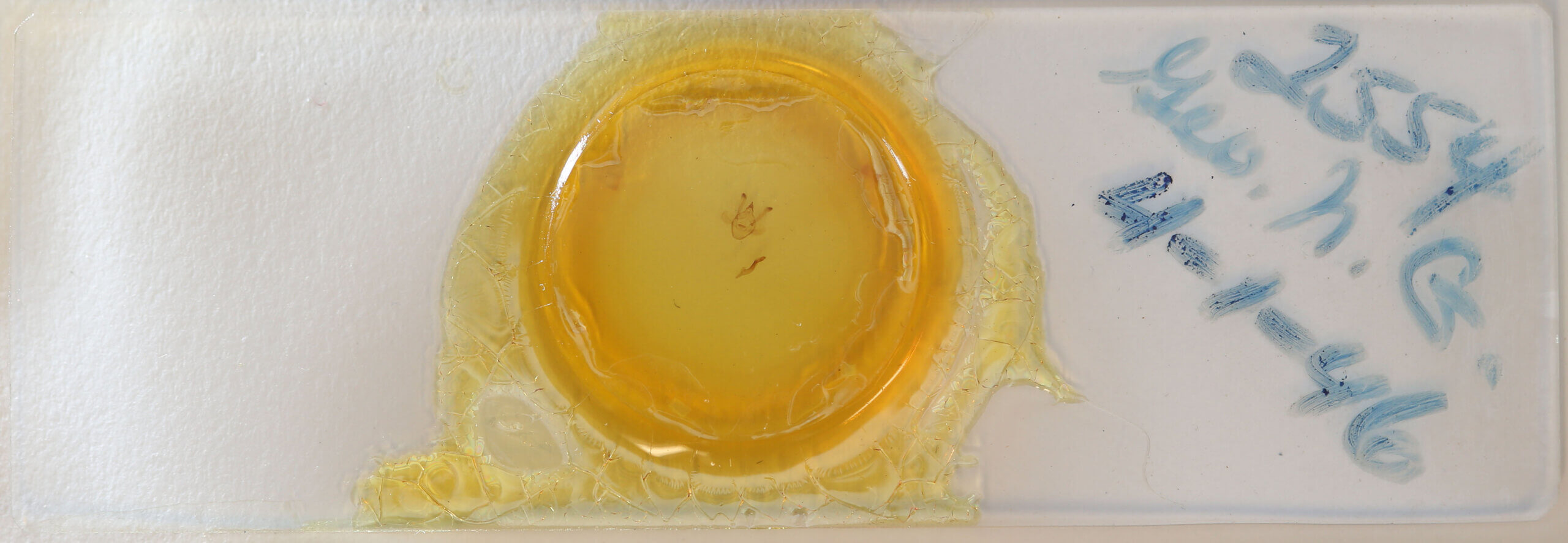 slide view of adult Semiothisa sp.