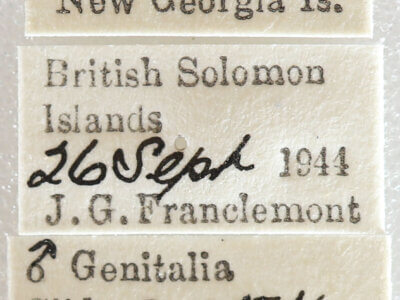 label view of adult Semiothisa sp.