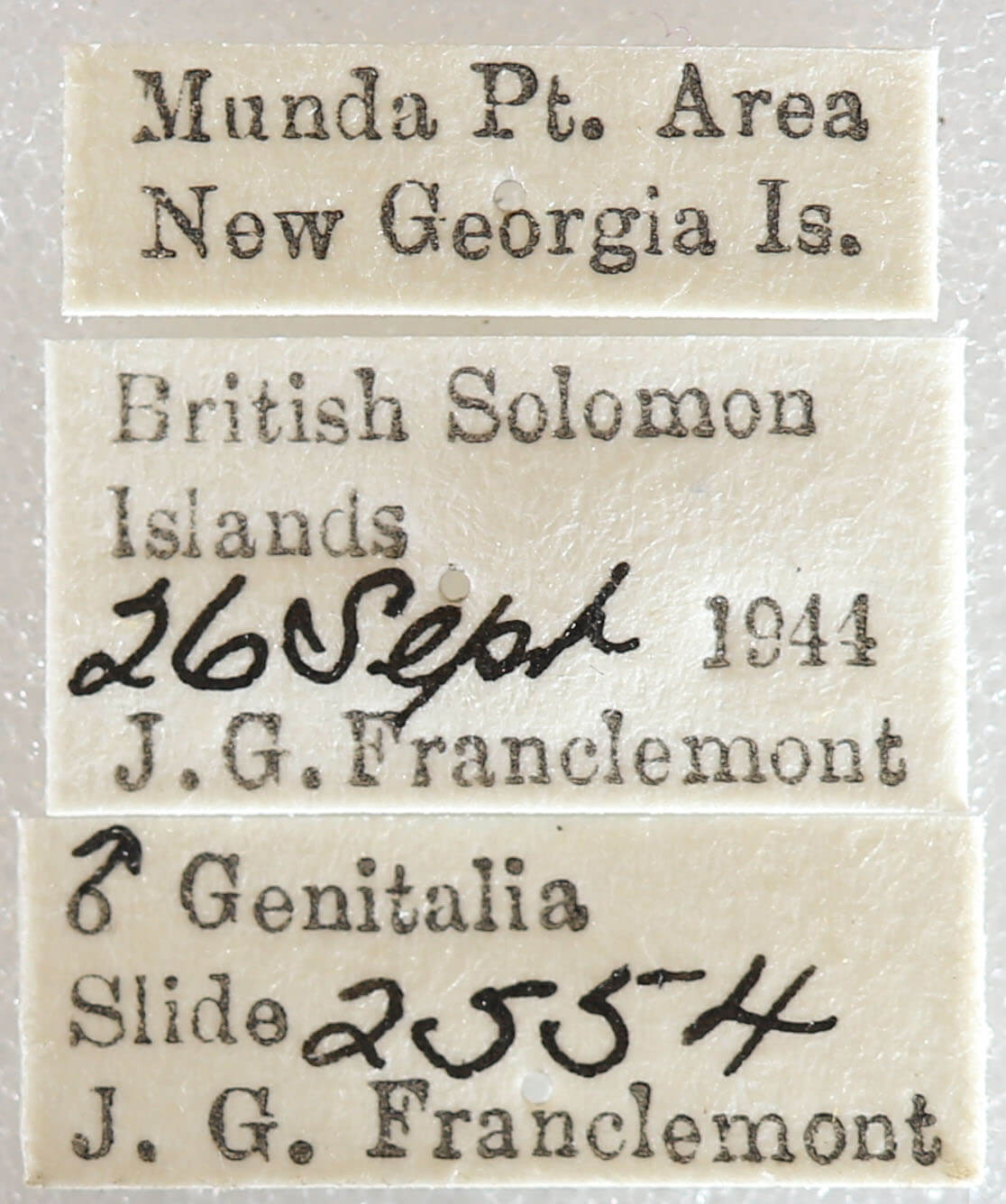 label view of adult Semiothisa sp.