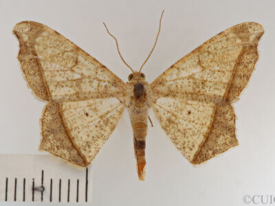 dorsal view of adult Semiothisa sp.