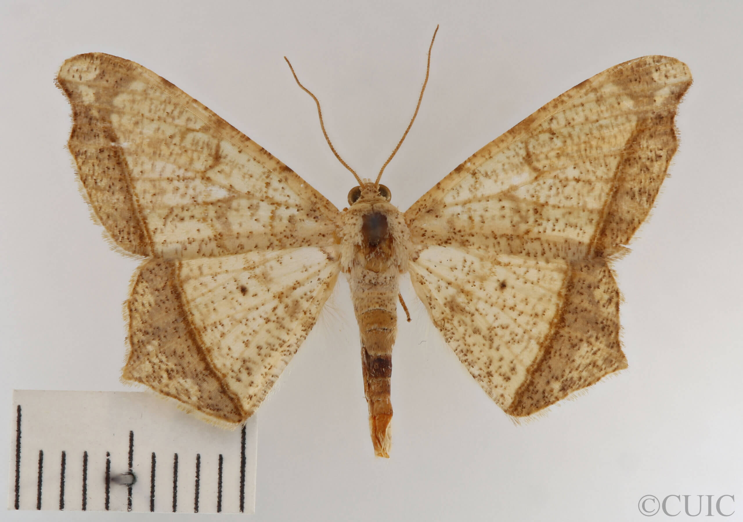 dorsal view of adult Semiothisa sp.