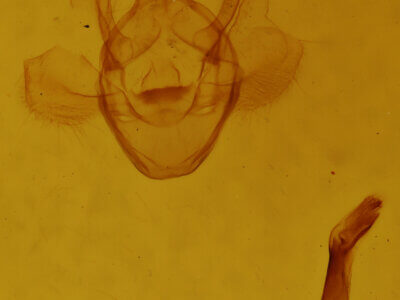 genitalia view of adult Semiothisa sp.