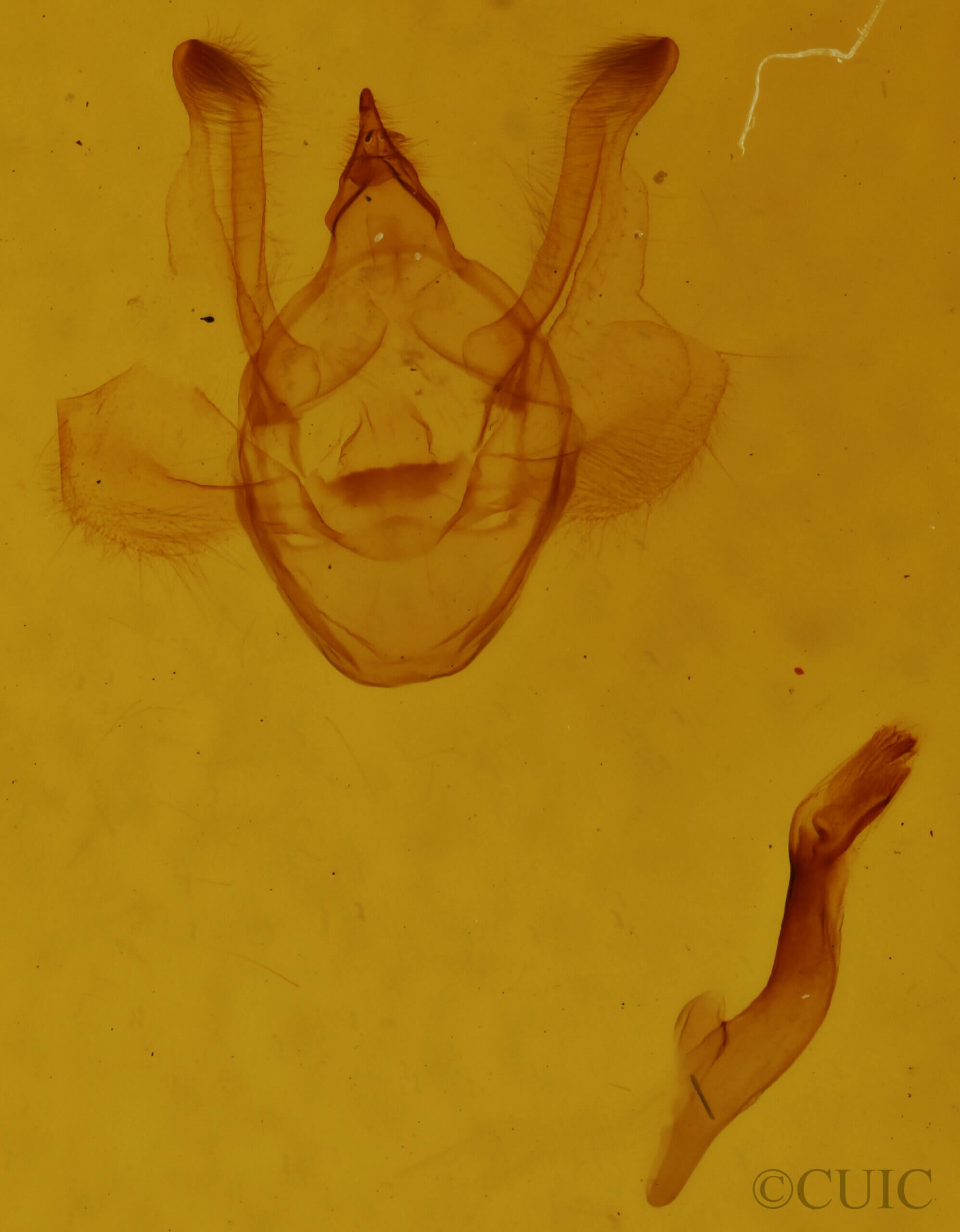 genitalia view of adult Semiothisa sp.