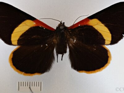 dorsal view of adult Haemabasis calodesma