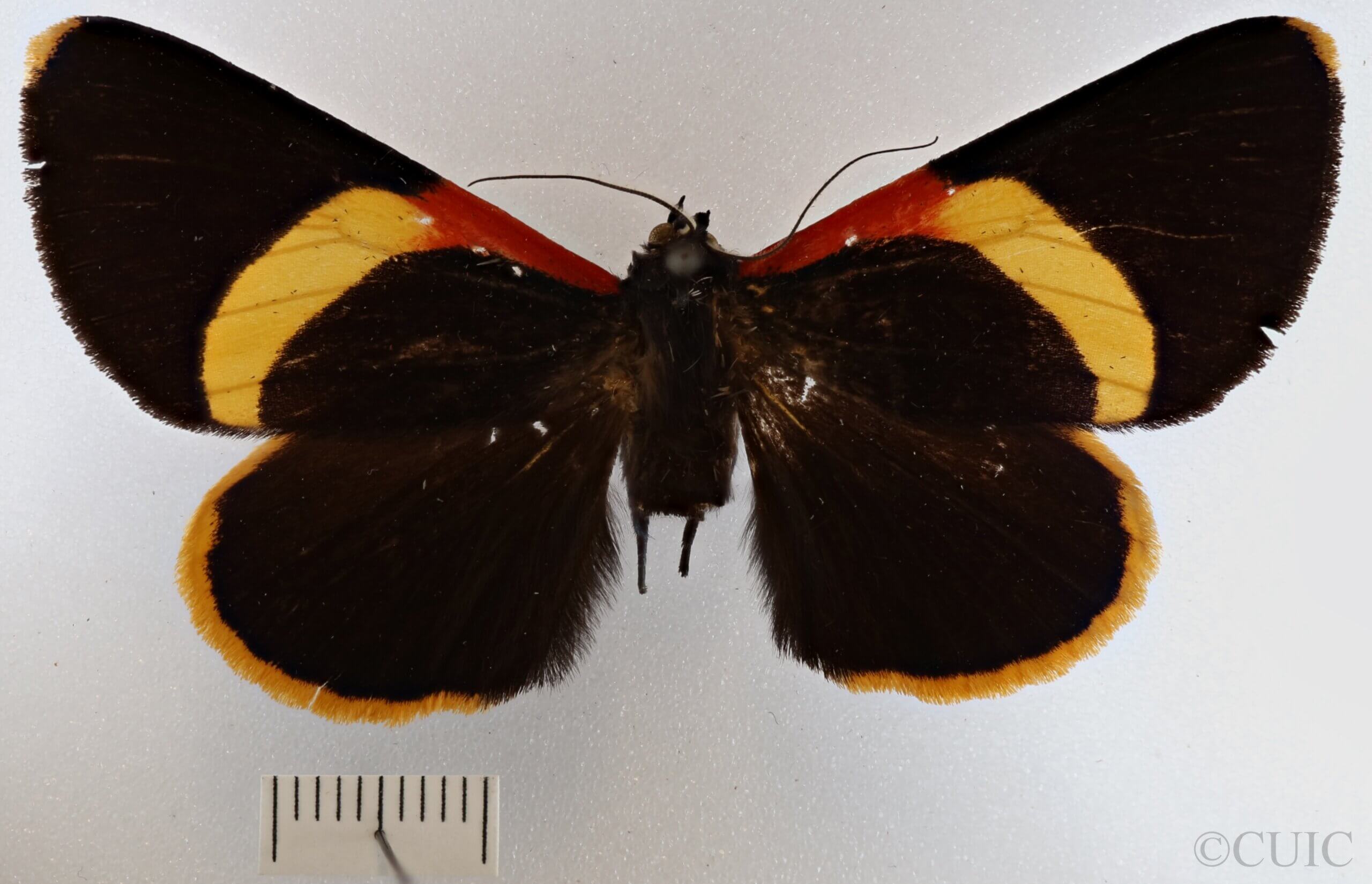 dorsal view of adult Haemabasis calodesma