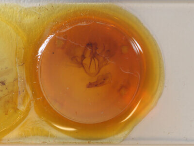 slide view of adult Haemabasis calodesma