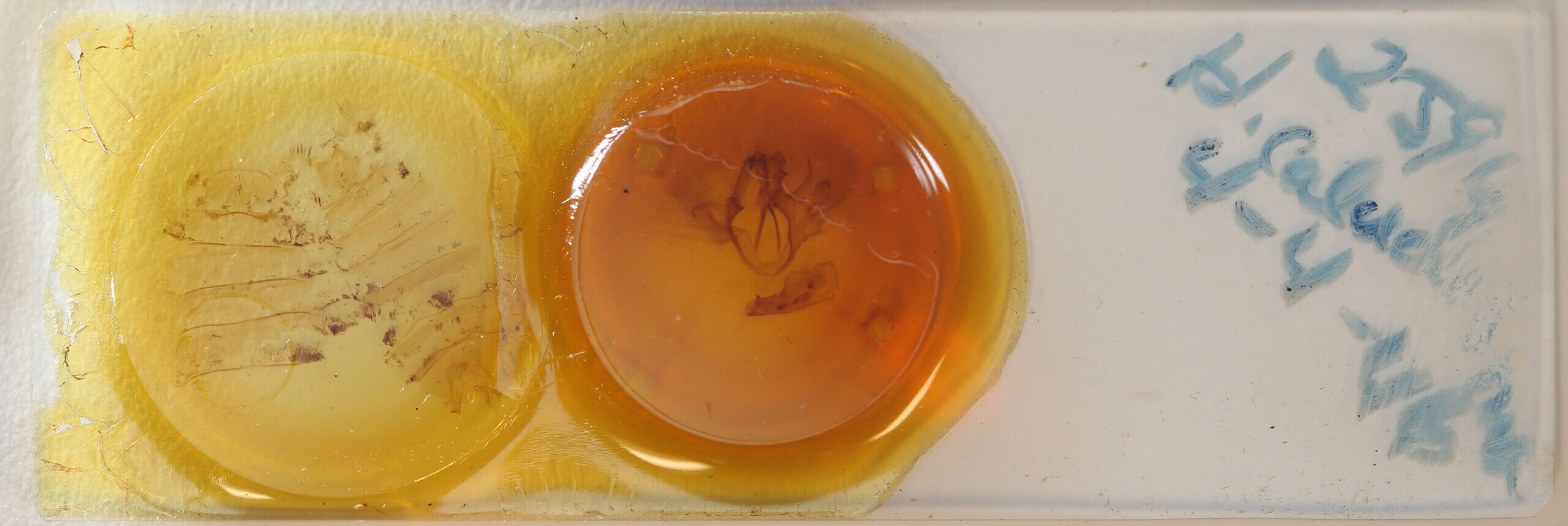 slide view of adult Haemabasis calodesma