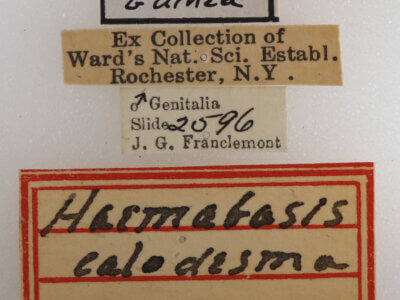 label view of adult Haemabasis calodesma