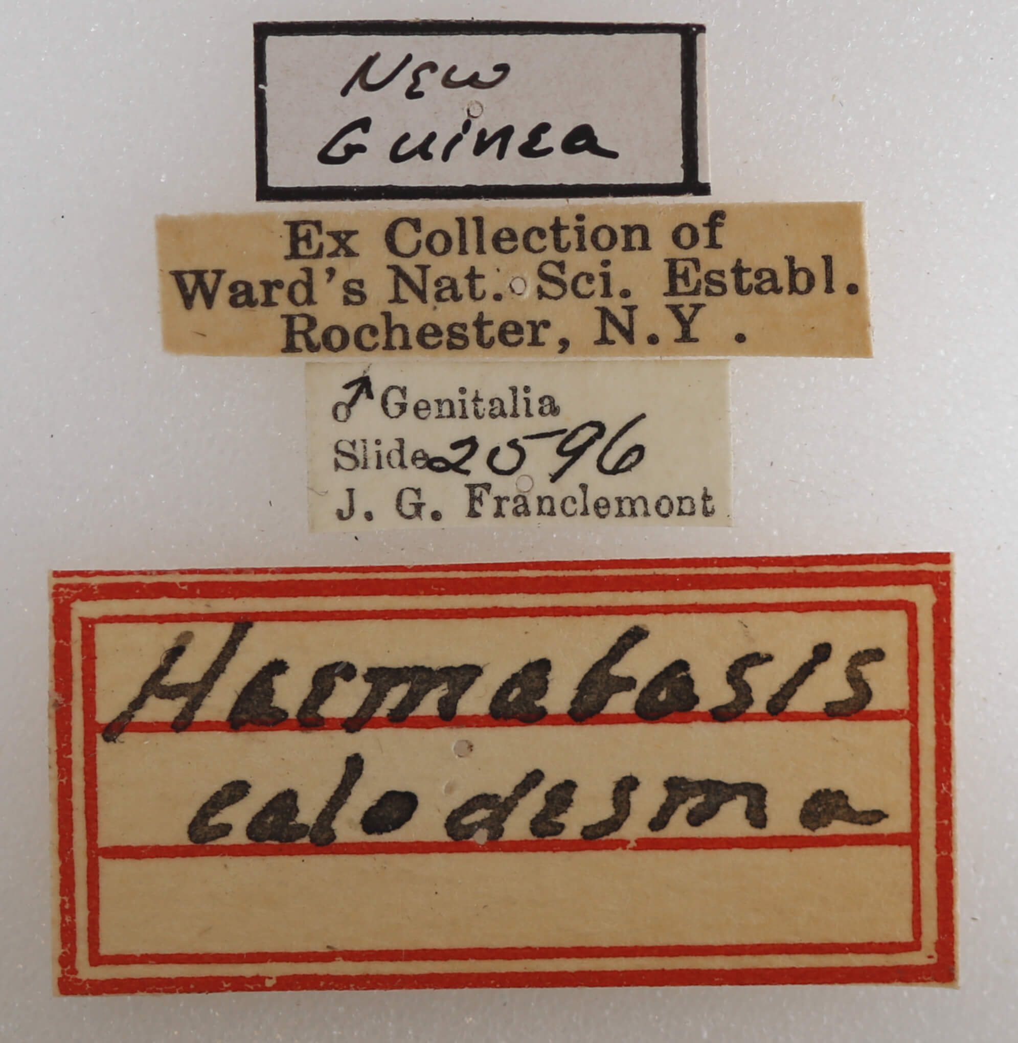 label view of adult Haemabasis calodesma