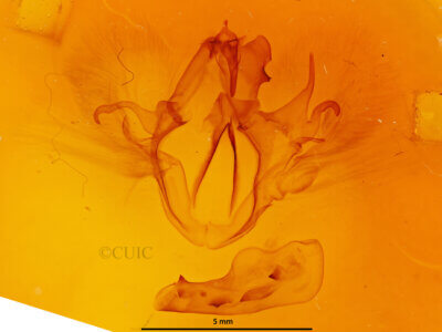 genitalia view of adult Haemabasis calodesma
