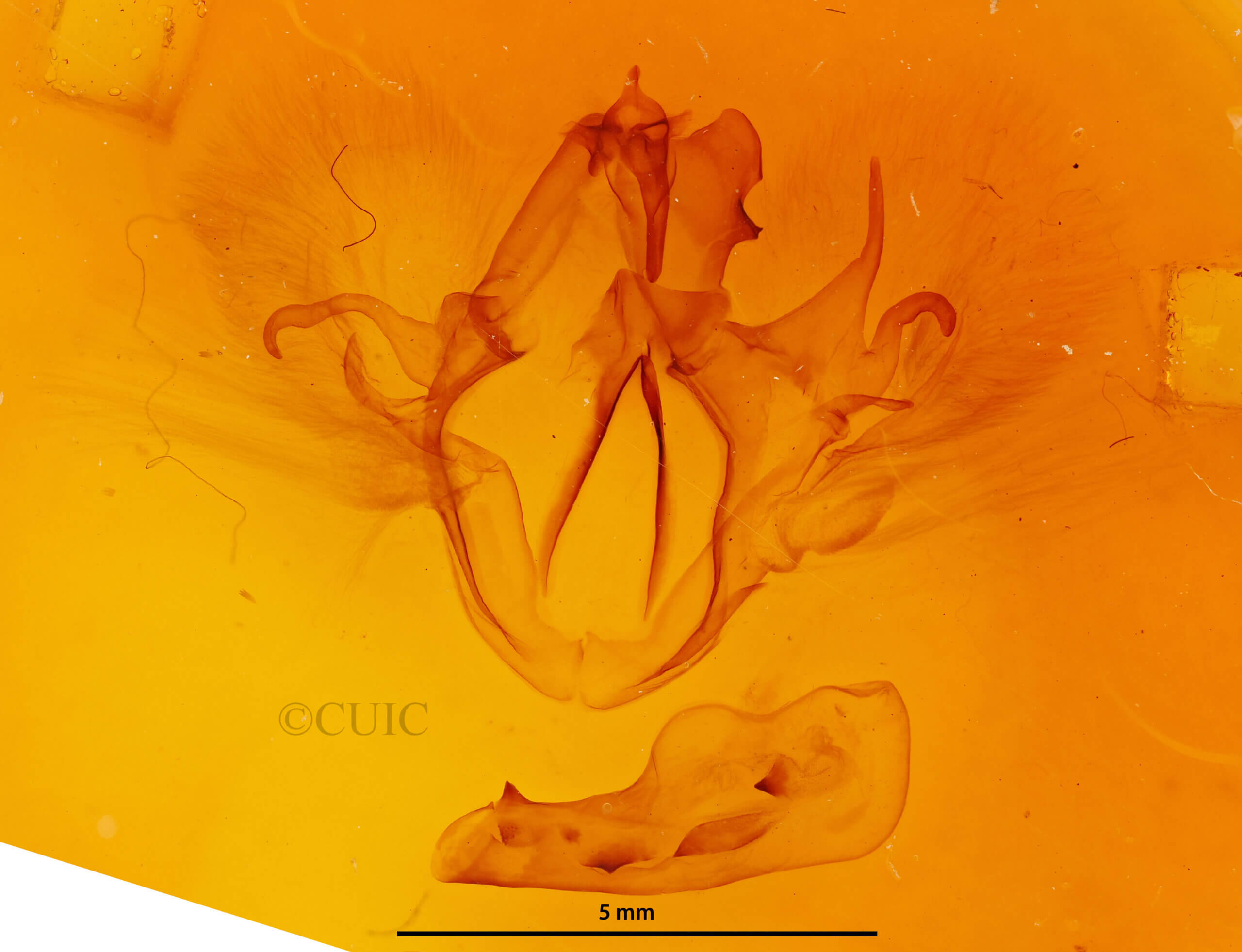 genitalia view of adult Haemabasis calodesma