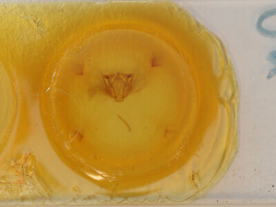 slide view of adult Cosmethis woodfordi