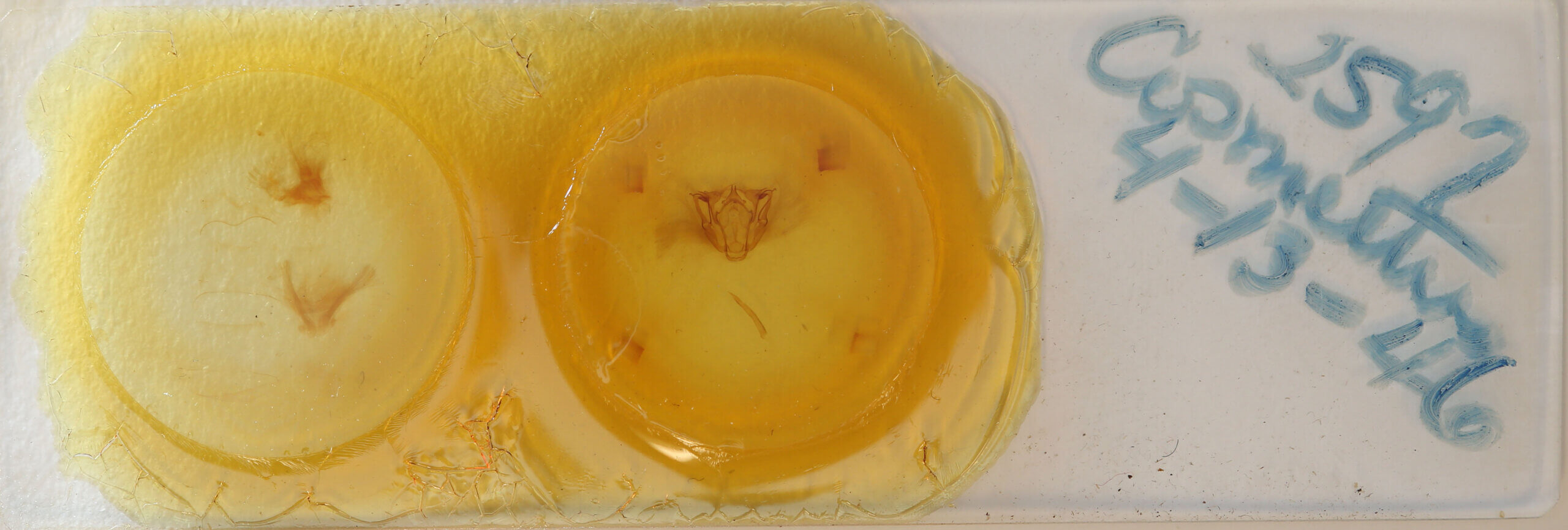 slide view of adult Cosmethis woodfordi