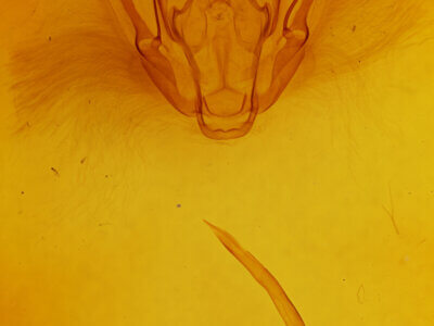 genitalia view of adult Cosmethis woodfordi