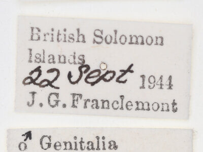 label view of adult Cosmethis woodfordi