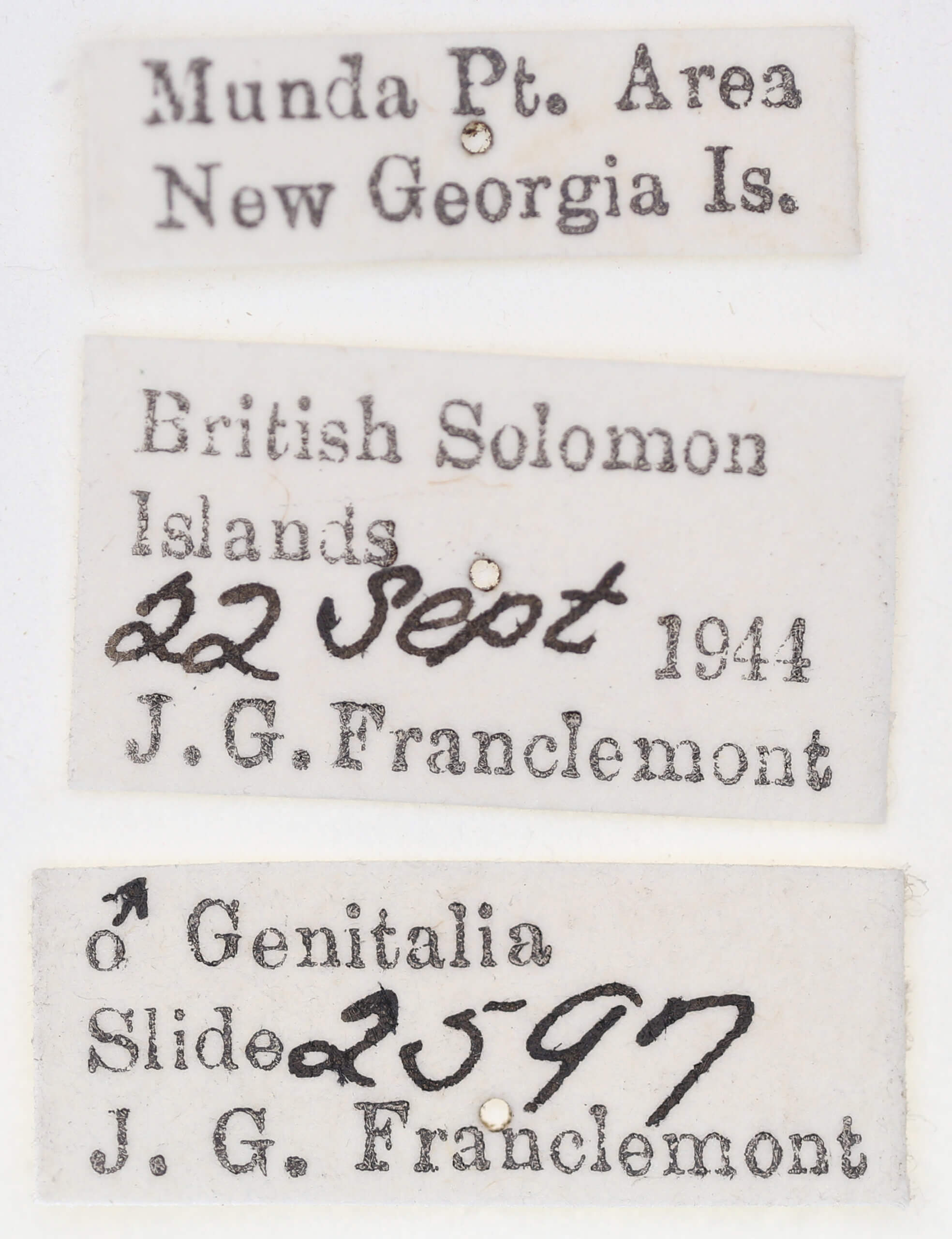 label view of adult Cosmethis woodfordi