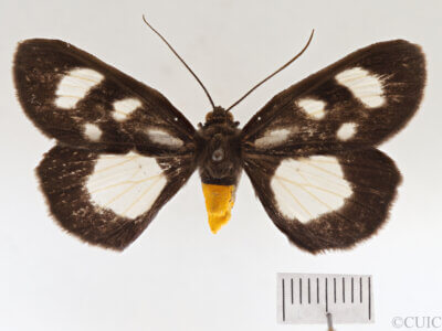 dorsal view of adult Cosmethis woodfordi