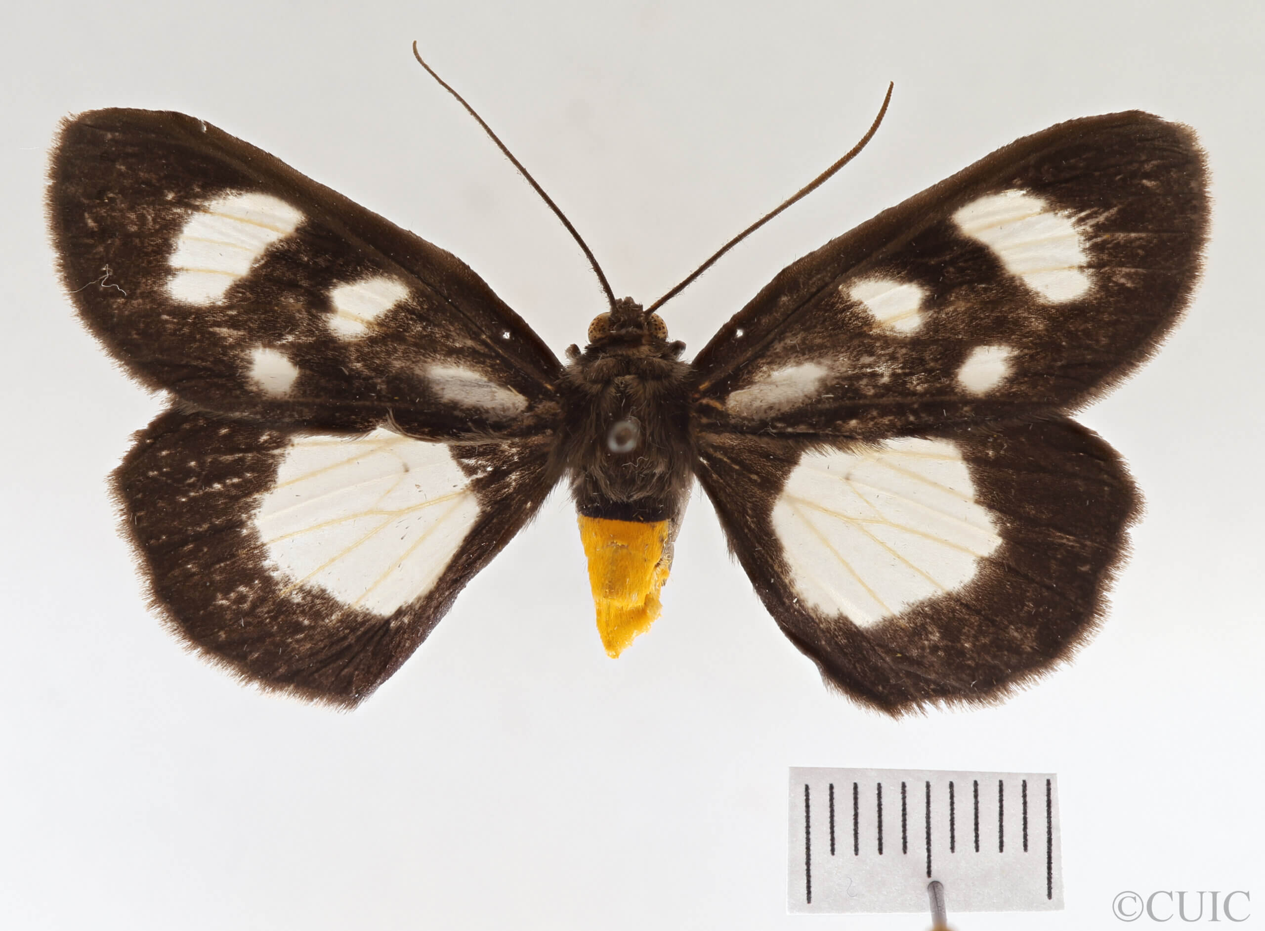 dorsal view of adult Cosmethis woodfordi