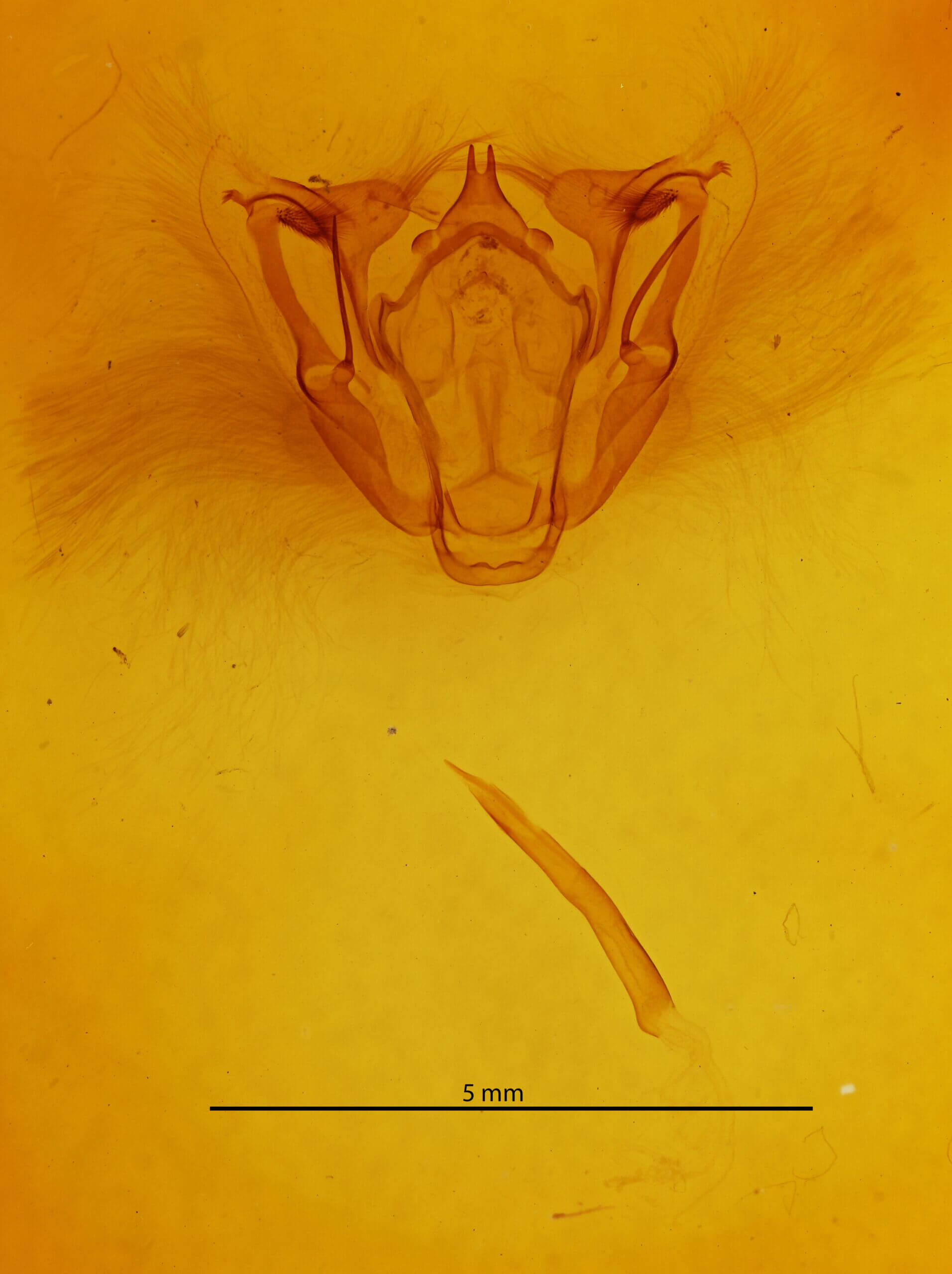 genitalia view of adult Cosmethis woodfordi