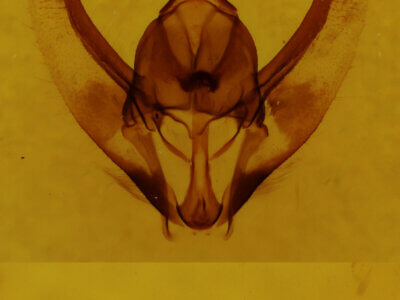 genitalia view of adult Plataea californiaria