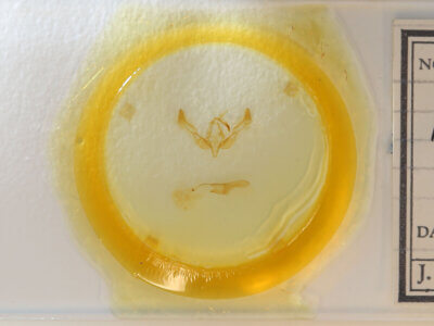 slide view of adult Feltia sp.