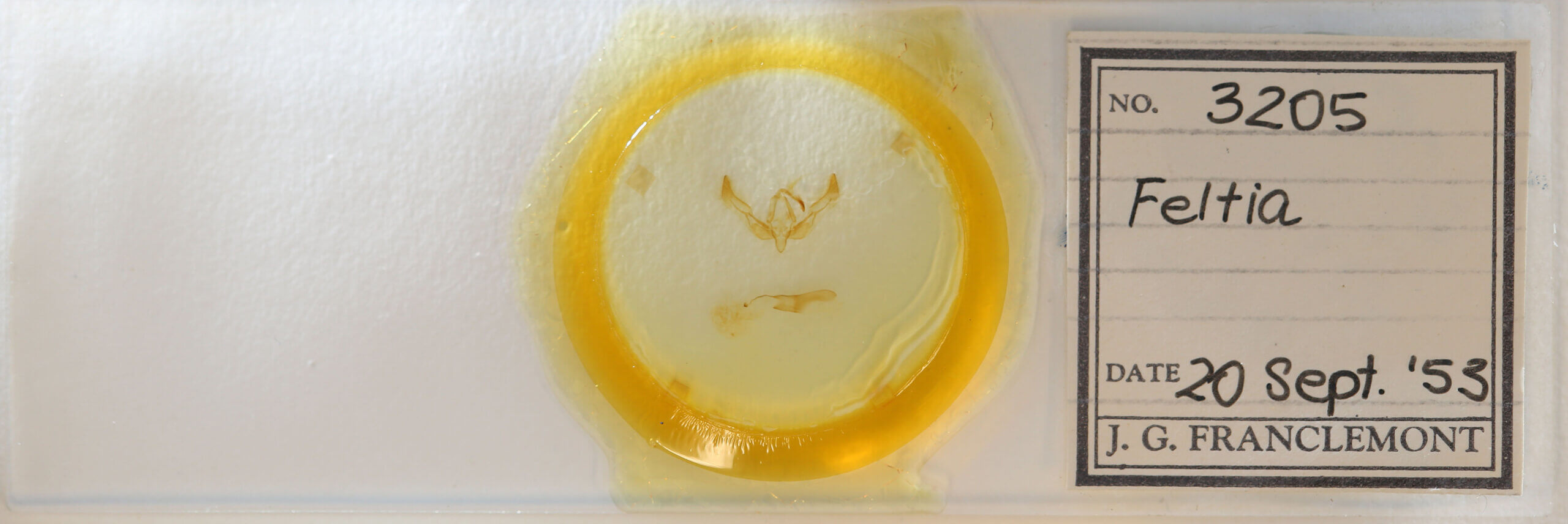 slide view of adult Feltia sp.