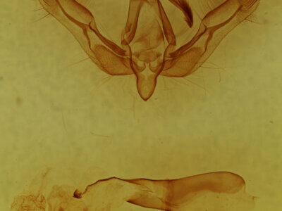 genitalia view of adult Feltia sp.