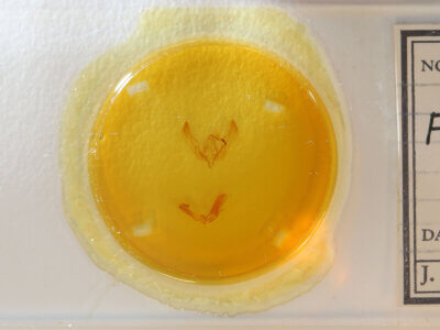 slide view of adult Feltia sp.