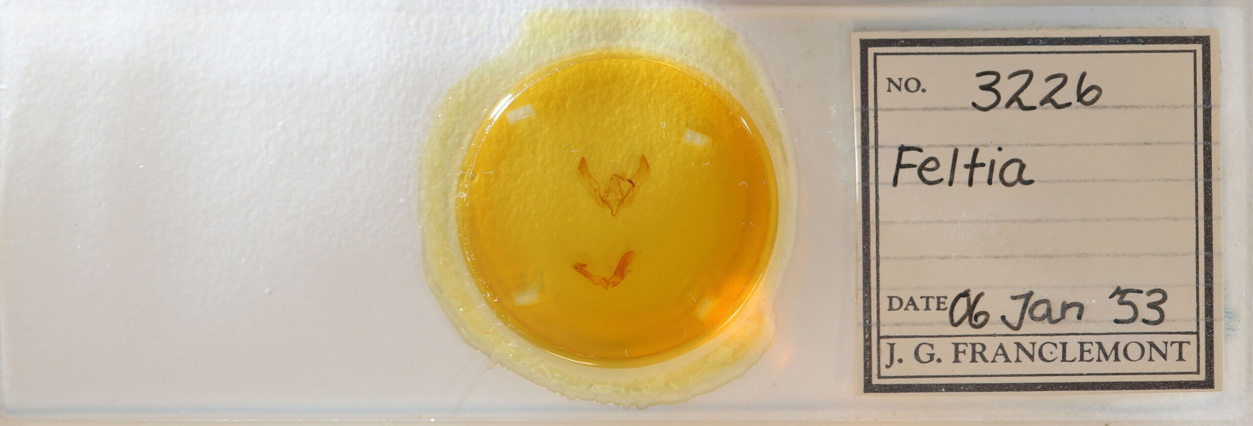 slide view of adult Feltia sp.