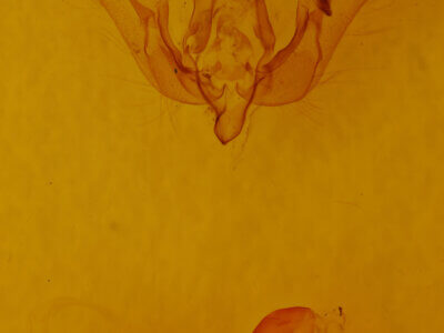 genitalia view of adult Feltia sp.