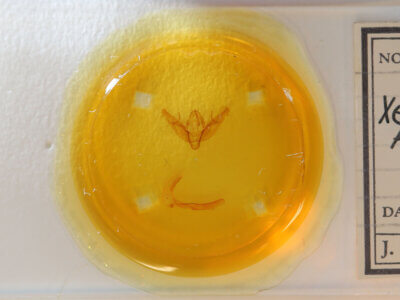 slide view of adult Xestia sp.