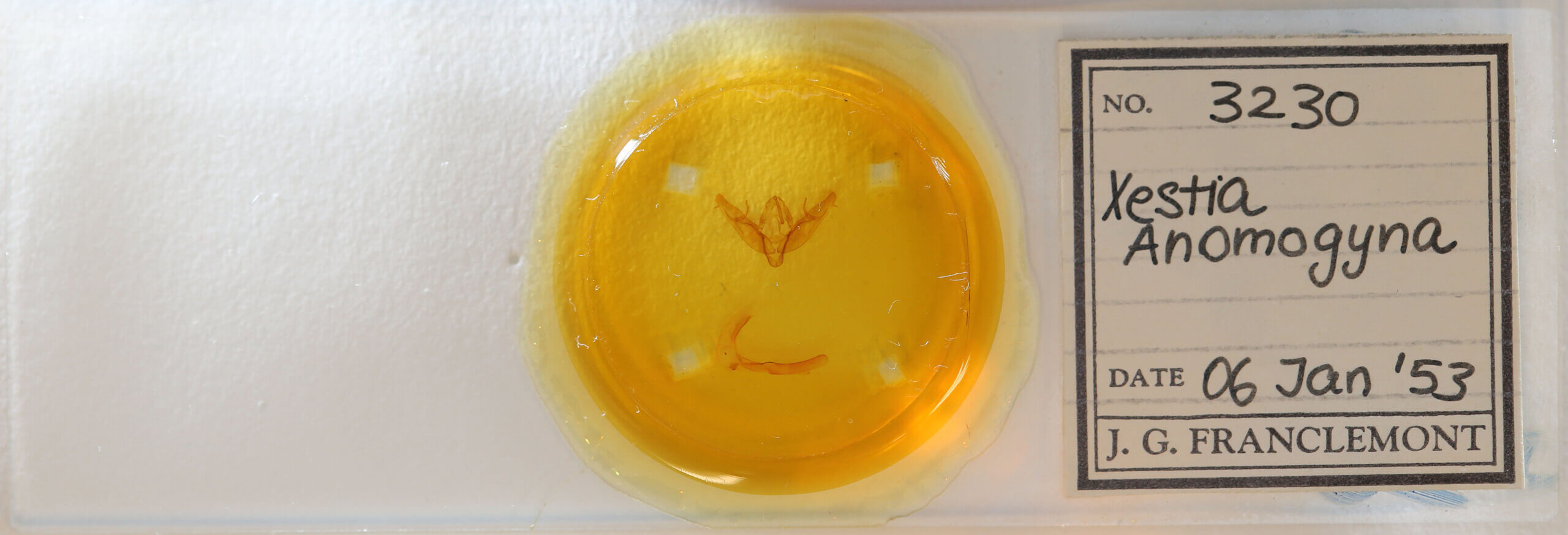 slide view of adult Xestia sp.