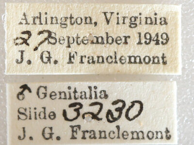 label view of adult Xestia sp.