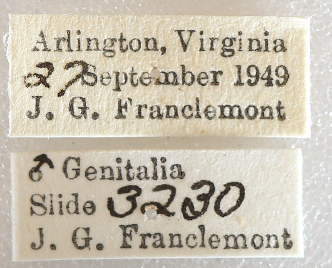 label view of adult Xestia sp.