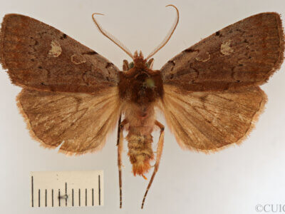 dorsal view of adult Xestia sp.