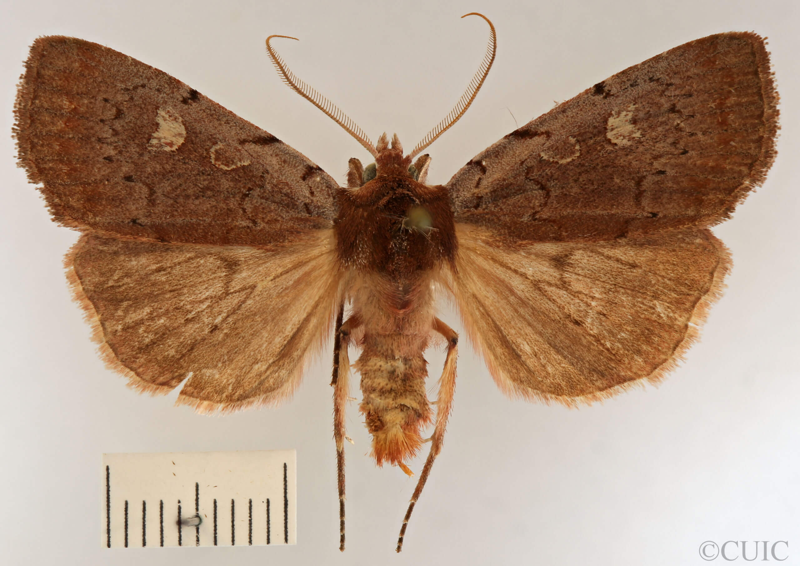 dorsal view of adult Xestia sp.